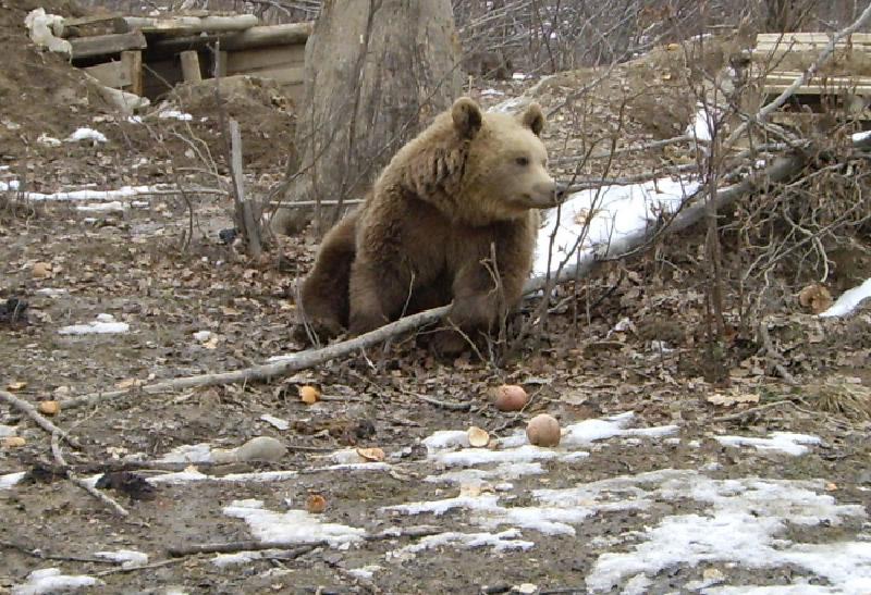 Featured image of post Se impune implicarea Guvernului pentru a stopa atacurile urșilor și omorârea oamenilor în județul Mureș