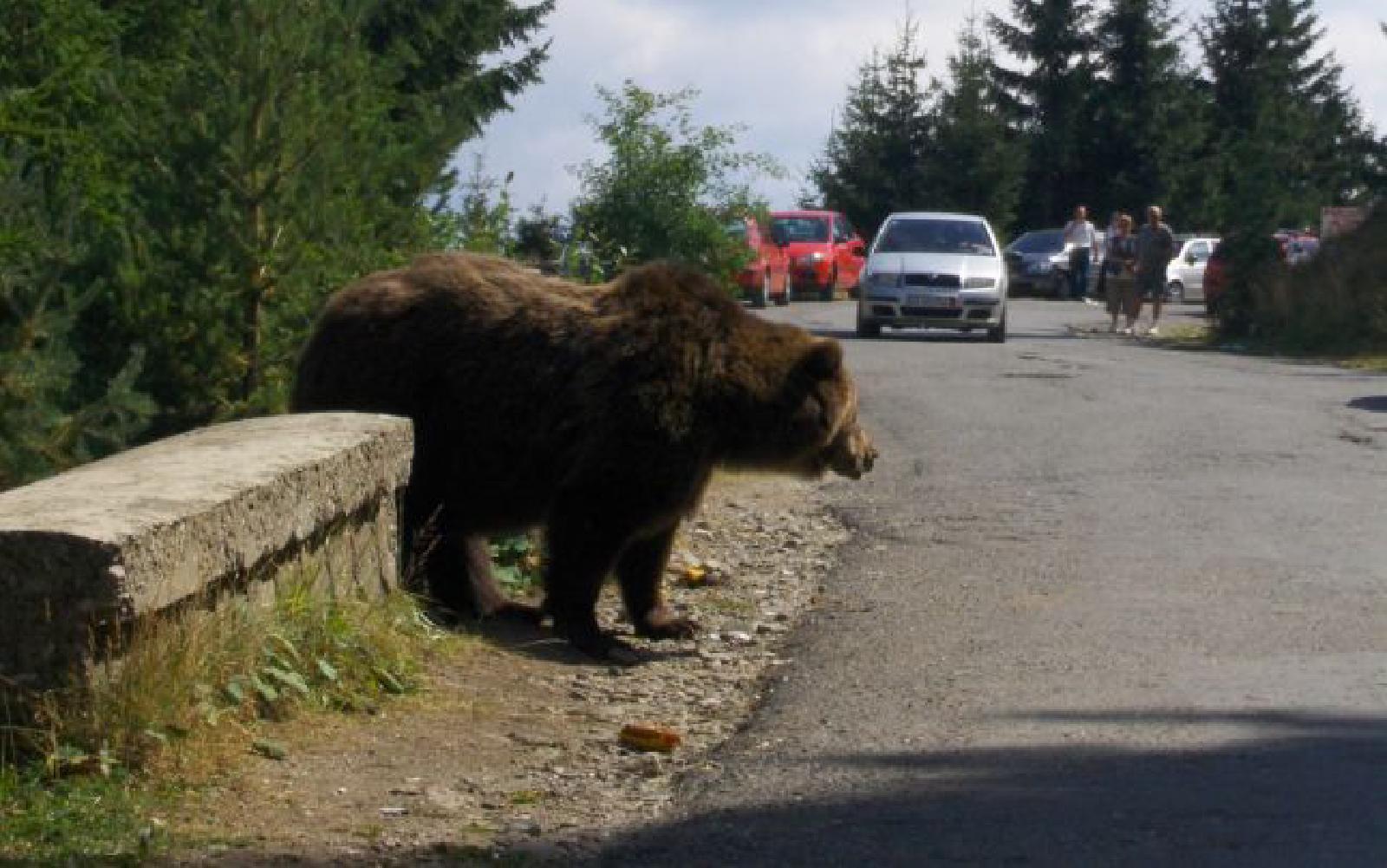 Featured image of post Actele normative stufoase, contradictorii, care se bat cap în cap, lasă cetățeanul pradă, fără de apărare, în fața fiarelor!