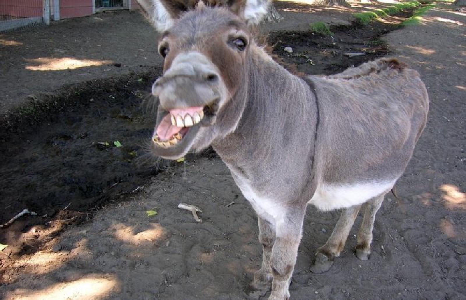 Featured image of post Cioloș și capul izbit de zidul politic