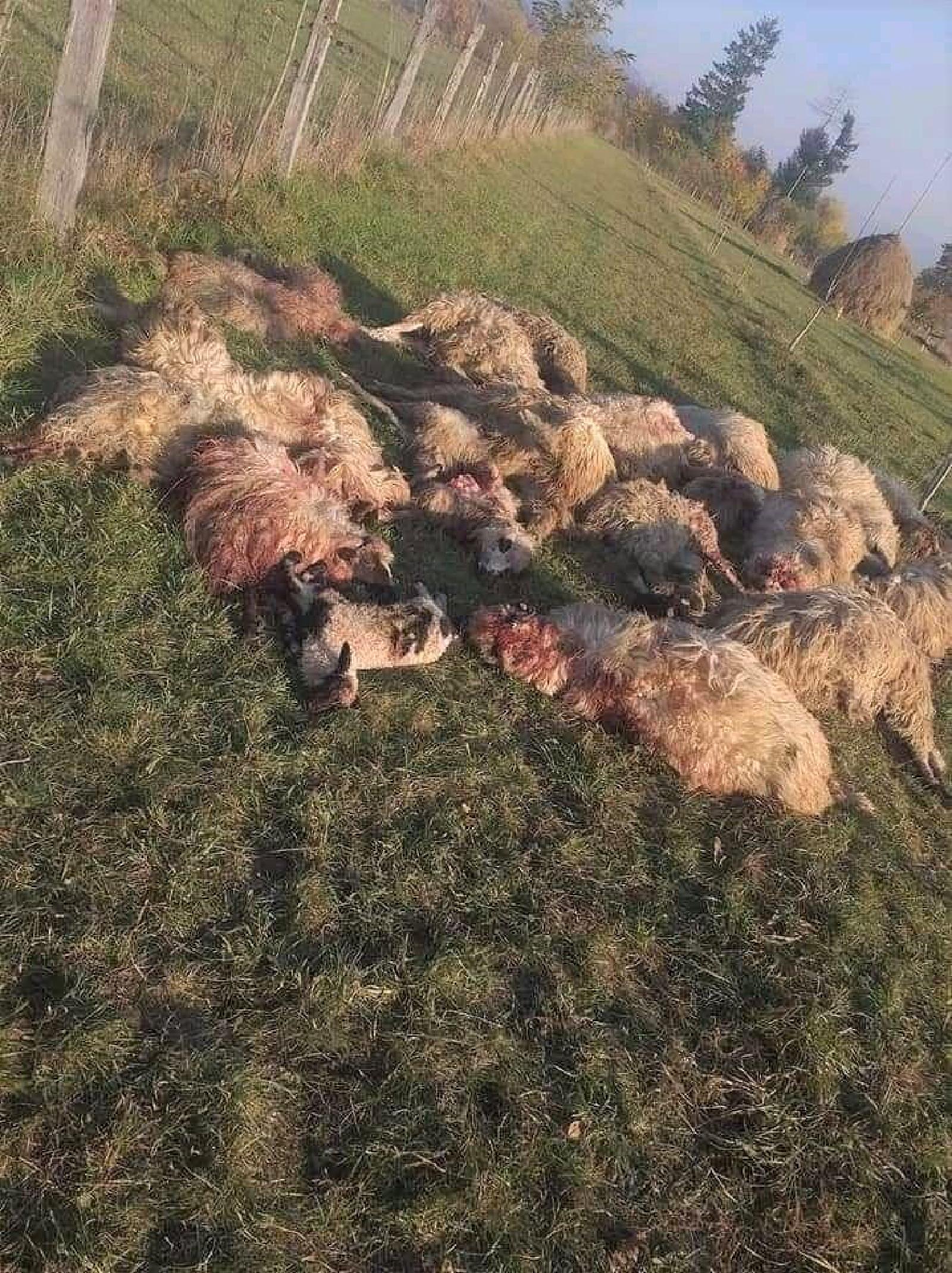Featured image of post Fac o predicție: vine iarna, din păcate e doar începutul!