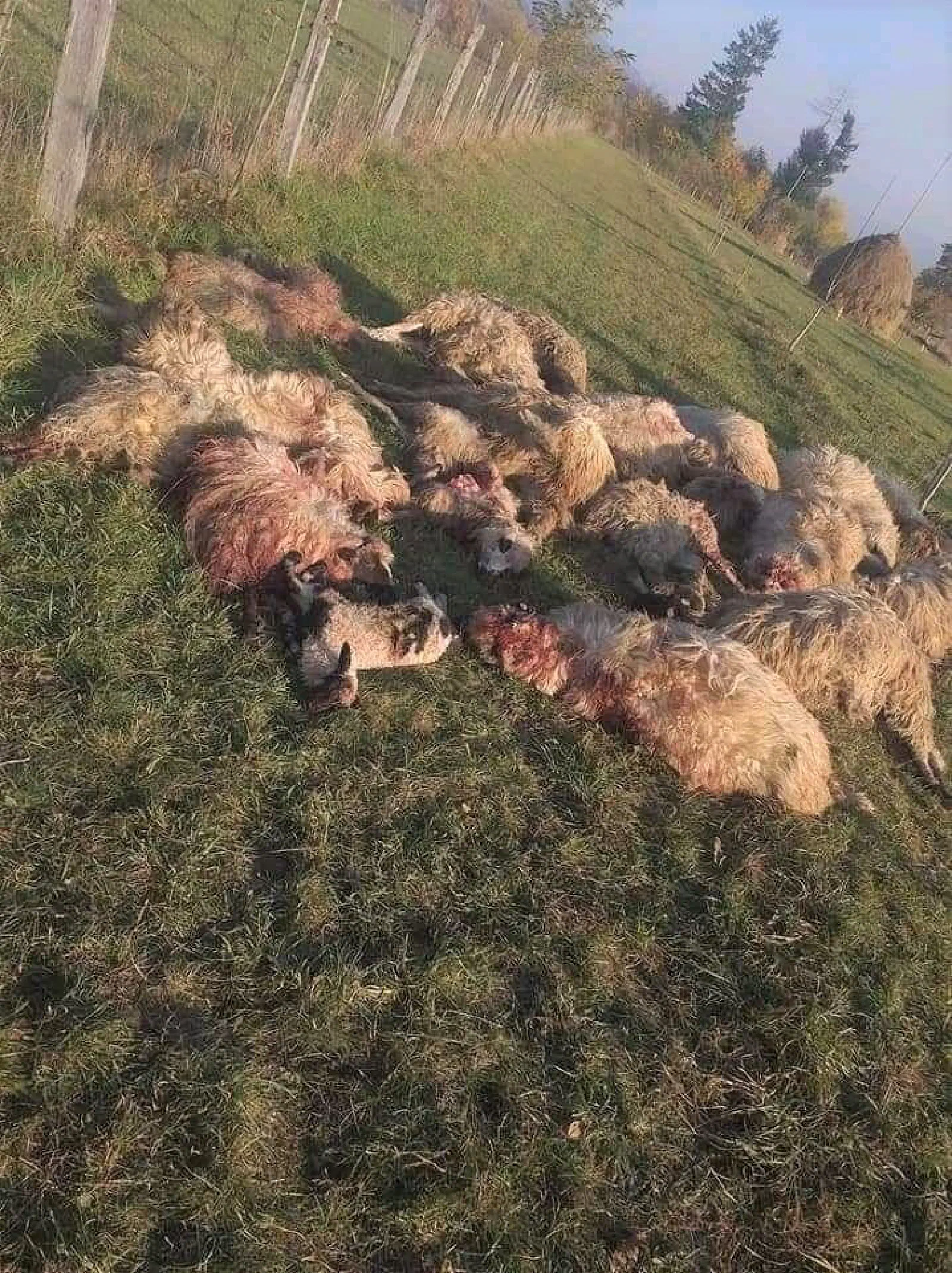Featured image of post Fac o predicție: vine iarna, din păcate e doar începutul!