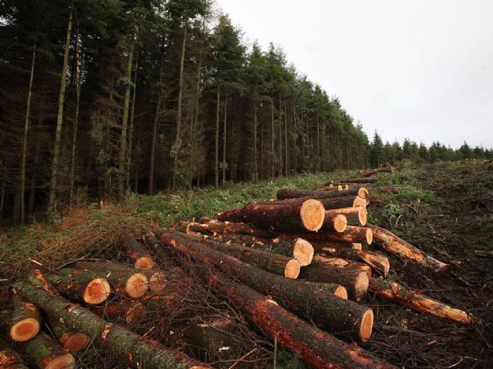 Featured image of post INTERPELARE: Ministerul Mediului protejează interesele private în administrarea ariilor naturale protejate