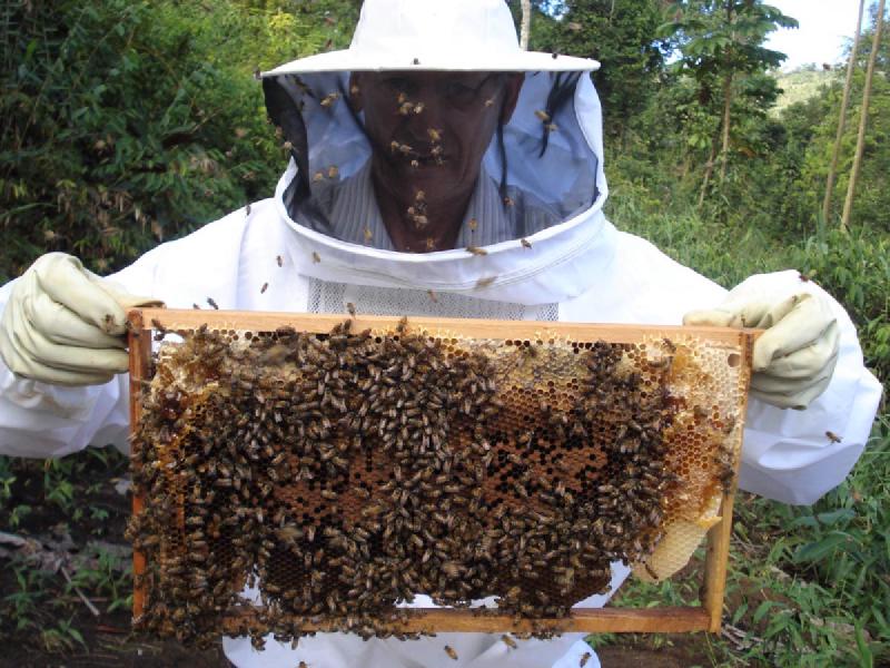 Featured image of post Ne-am zbătut pentru o lege a apiculturii favorabilă producătorilor români