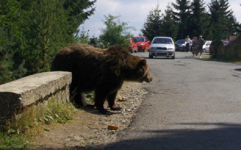 Featured image of post Pericolul atacurilor urșilor a revenit în actualitate…