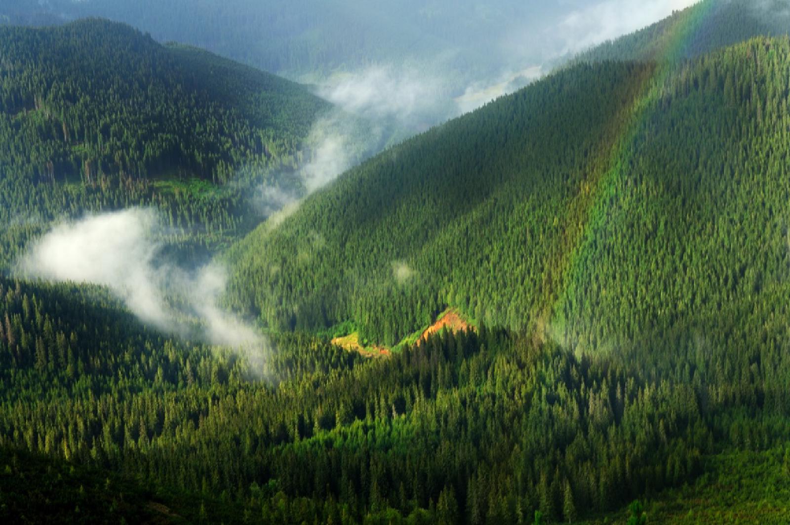 Featured image of post Proprietarii de păduri din zonele de protecție trebuie despăgubiți!