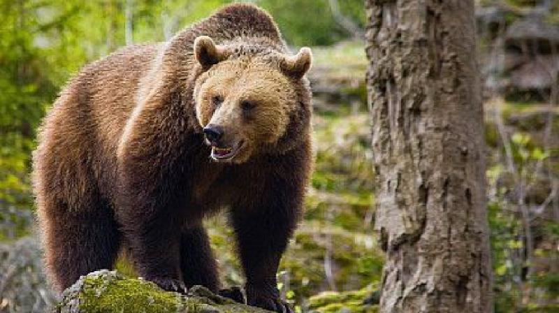 Featured image of post Sporirea semnificativă a numărului de urși reprezintă un pericol pentru oameni