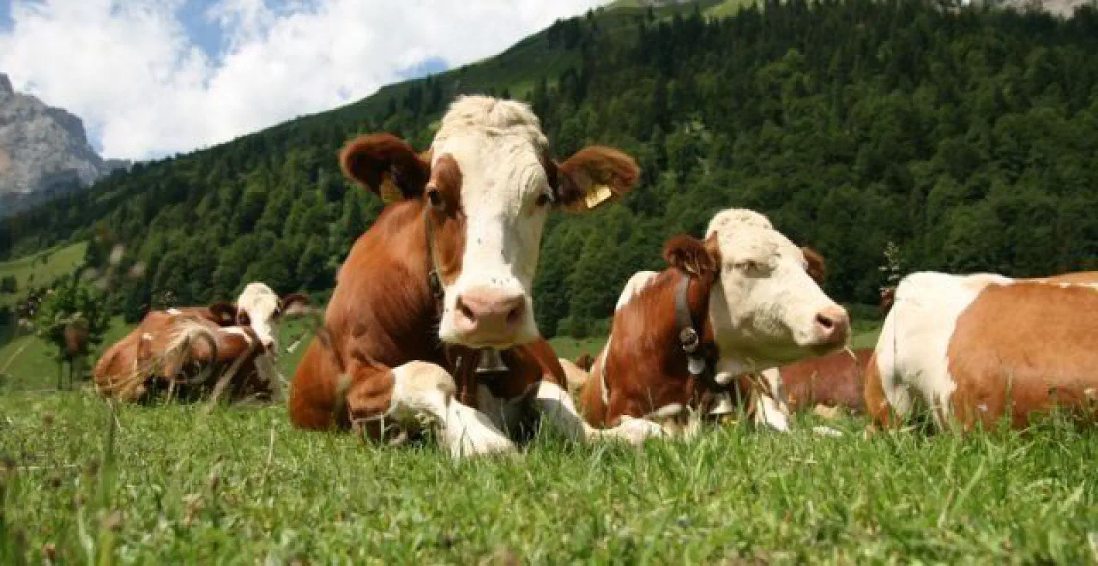 Featured image of post Zootehnia se stinge în România, o dată cu reducerea alarmantă a efectivelor de animale