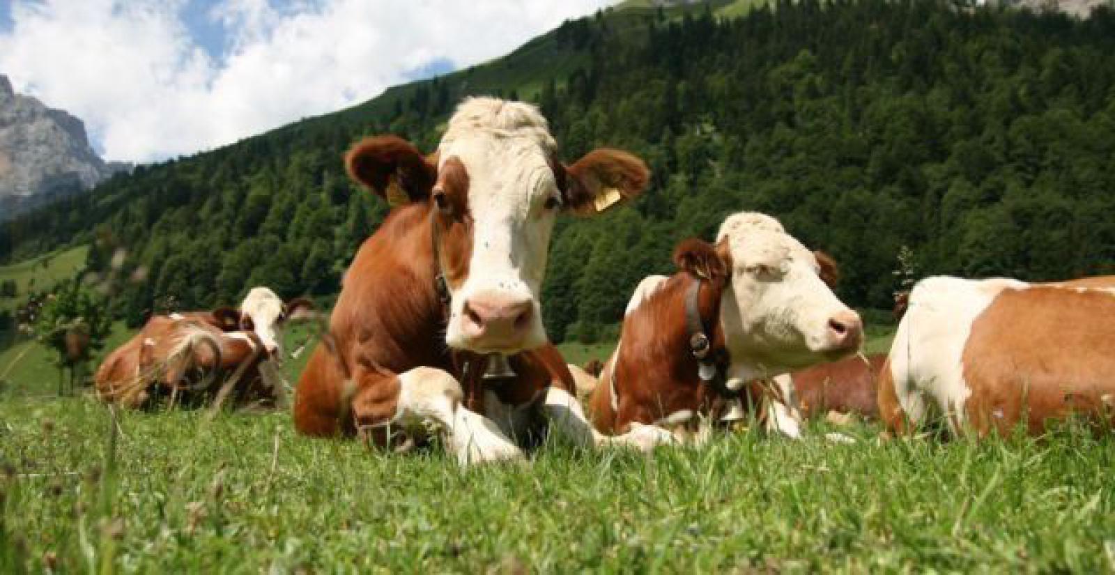 Featured image of post Zootehnia se stinge în România, o dată cu reducerea alarmantă a efectivelor de animale